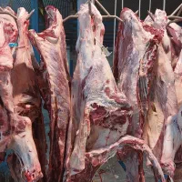 قلوه گاه ماده گاو تیپ تولید مخصوص چرخی