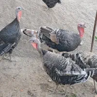 بوقمون