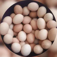 تخم مرغ محلی ارگانیک