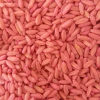گندم دیم سم زده وبوجاری شده آذر ۲