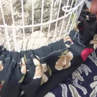 جوجه مینا سهره خاکی