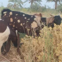 بز کاموری  مالداری مناسب