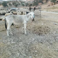 الاغ نز گله ای