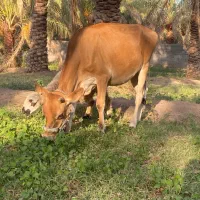 گوساله جرزی