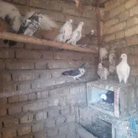 کفتر