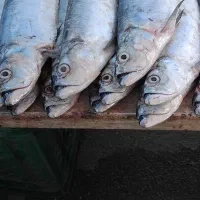 فروش ماهی خارودرجه یک وتازه