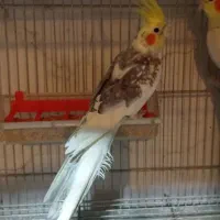 3جفت عروس هلندی مولد۱۰۰٪ نر و ماده تک