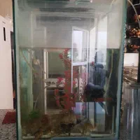 اکواریوم
