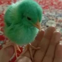 جوجه رنگی