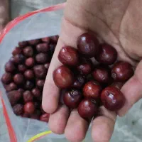 عناب بیرجند (درمان فشارخون وسرماخوردگی)