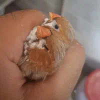 فنچ هاف اورنج کینگ سایز درشت
