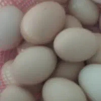 تخم مرغ محلی دونه ۱۸