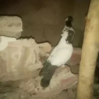 کبوتر گمشده