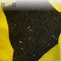 نخود|خوردنی و آشامیدنی|نورآباد, |دیوار