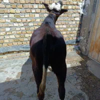 گوساله جنس .گاو