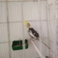 عروس هلندی نر