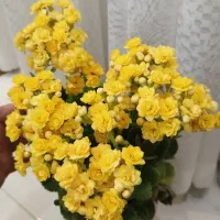 کالانکوئه نگین گل های اپارتمانی