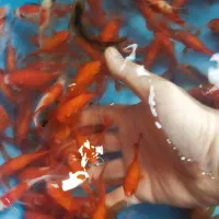 ماهی قرمز طعمه اردک ماهی وجهت خوراک وتزینی ا