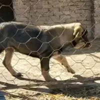 دو عدد توله درجه یک