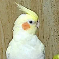 گمشده عروس هلندی