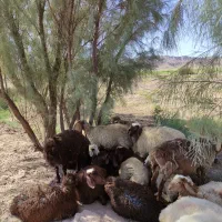 بره نر و ماده