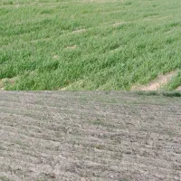 کود اقتصادی افزایش تناژ برنامه دهی تغذیه
