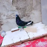 چهار عدد کبوتر جوجه و بزرگه