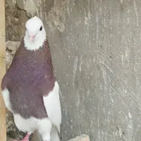 کبوتررنگی طوقی ،دم سفید،پلاس کله زرد ،سار، آبادانی