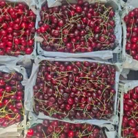 اجاره گیلاس وآلبالوسردرخت