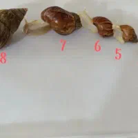 فروش حلزون آلبینو