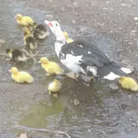 فروش جوجه اردک اسراییلی با مادر