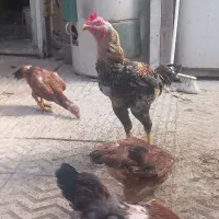 مرغ و خروس لاری ورسمی فروش فوری