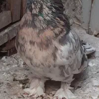 کبوتر سرور،هما ،پشدار ، سرخ انگلیسی زاغ ذغال
