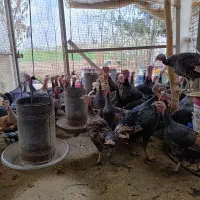 تخم نطفه دار بوقلمون