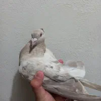 فروش کفتر ماده