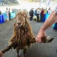 گوسفند چاق جهت قربانی