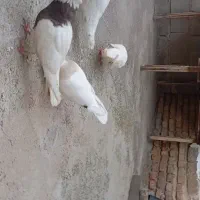 کبوتر