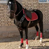 اسب فروشی نریان