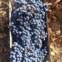 انگورشانی سردشت