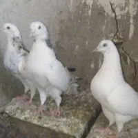 کبوتر