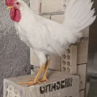 خروس