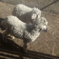 ۲عدد گوسفند بره نر