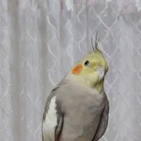 عروس هلندی