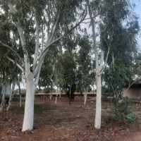 برش درخت با خرید چوب درخت