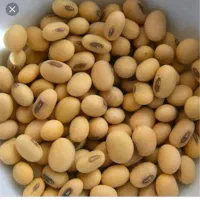 بذر سویا رقم باران