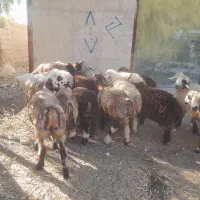 فروش۲۰راس شیشک نزایده ترکی بختیاری میش