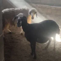دو تا میش شال دوقلو زا آبستن سنگین معامله بابز