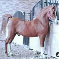 اجاره باکس و پانسیون اسب