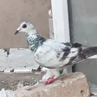 کفتر پشت هفترنگ کاکلی کبوتر سار زرد