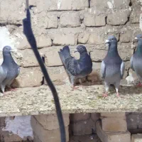 پلاک